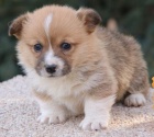 Prod�m zdrav� a o�kovan� �t��ata Pembroke Welsh Corgi.