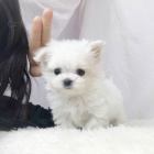 Prodám krásná mini štěňátka maltézáčka. Prodám krásná mini štěňátka maltézáčka.