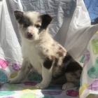 zdravá, očkovaná a odčervená štěňata fenky a pejska Border kolie k adopci zdravá, očkovaná a odčervená štěňata fenky a pejska Border kolie k adopci