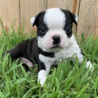 �t��ata bostonsk�ho teri�ra k adopci.