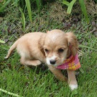 kr�sn� �t���tka kokrl�k� k adopci.