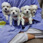 PRODÁM OČKOVANÁ miniaturní štěňata maltézáků. PRODÁM OČKOVANÁ miniaturní štěňata maltézáků.