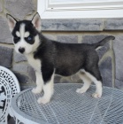 Rozko�n� sibi�sk� husky s kr�sn�ma modr�ma o�ima k adopci.