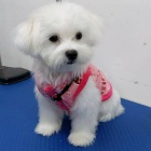 Dvě maltská štěňata. Dvě maltská štěňata.