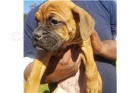 Hermosos cachorros Boxer. Hermosos cachorros Boxer.