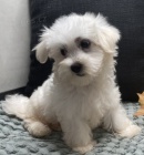 Maltská štěňata. Maltská štěňata.