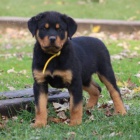 Štěňata rotvajlera a feny k adopci. Štěňata rotvajlera a feny k adopci.