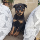 zdravá štěňata rotvajlera a feny k adopci. zdravá štěňata rotvajlera a feny k adopci.