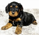 Prod�m zdrav� �t��ata Cavapoo.