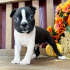 �t���tka bostonsk�ho teri�ra k ADOPCI