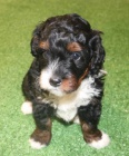 Kr�sn� a rozko�n� �t��ata Bernedoodle na prodej.