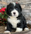 �t���tka Bernedoodle k ADOPCI.