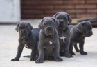 Štěňata Cane Corso k adopci Štěňata Cane Corso k adopci