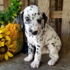 Štěňata bišonka k adopci Štěňata bišonka k adopci