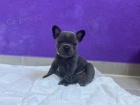 Francouzský buldoček na prodej bez PP Francouzský buldoček na prodej bez PP