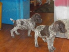 Prodám štěňata Toy Fox Terrier. Prodám štěňata Toy Fox Terrier.