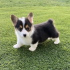 kr�sn� a and�lsk� �t��ata Pembroke Welsh Corgi na prodej.