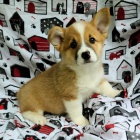 o�kovan� �t��ata Pembroke Welsh Corgi k adopci