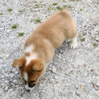 o�kovan� �t��ata Pembroke Welsh Corgi k adopci