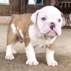 Kr�sn� �t��ata anglick�ho buldo�ka k adopci