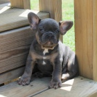 Prodám ZDRAVÁ a OČKOVANÁ štěňata francouzského buldočka. Prodám ZDRAVÁ a OČKOVANÁ štěňata francouzského buldočka.