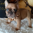 štěňata francouzského buldočka k adopci štěňata francouzského buldočka k adopci