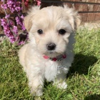 OČKOVANÁ miniaturní maltézáčci k adopci OČKOVANÁ miniaturní maltézáčci k adopci