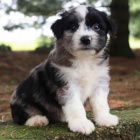 zdrav� �t��ata Aussiedoodle k adopci.