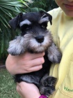 Štěňata malého knírače k adopci. Štěňata malého knírače k adopci.