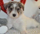 Štěňata malého knírače k adopci. Štěňata malého knírače k adopci.