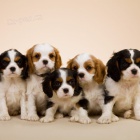 Prod�m zdrav� a kr�sn� �t��ata Kaval�r King Charles Spaniel.