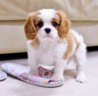 Prod�m zdrav� a kr�sn� �t��ata Kaval�r King Charles Spaniel.