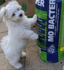 Chytrá a čistá maltská štěňata. Chytrá a čistá maltská štěňata.