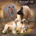 Fenka Afg�nsk�ho chrta 4 m�s�ce