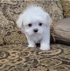 Dobře socializovaná maltská štěňata. Dobře socializovaná maltská štěňata.