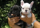 Kc Štěňata francouzského buldočka. Kc Štěňata francouzského buldočka.