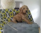 Okouzlujc tata Goldendoodle.