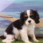 Zdrav� �t��ata Kaval�r King Charles Spaniel k adopci