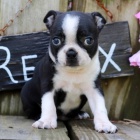 Prod�m �t��ata bostonsk�ho teri�ra