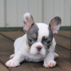 mini �t��ata francouzsk�ho buldo�ka k adopci