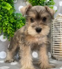 Štěňata malého knírače k adopci. Štěňata malého knírače k adopci.