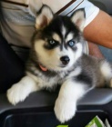 Krsn tata Pomskies na prodej (kenec sibisk a pomeranian)