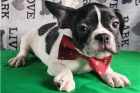 Štěňata francouzského buldočka připravená k adopci. Štěňata francouzského buldočka připravená k adopci.