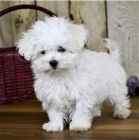 Roztomilý čajový šálek maltských štěňat. Roztomilý čajový šálek maltských štěňat.