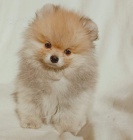 Pomo�ansk� �pic �t�n�