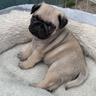 mops mops