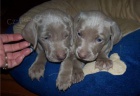 istokrevn tata Weimaraner.