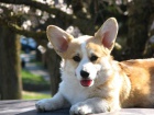 Welsh Corgi �t��ata