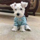 Štěňata malého knírače k adopci. Štěňata malého knírače k adopci.