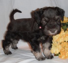 Štěňata malého knírače k adopci. Štěňata malého knírače k adopci.